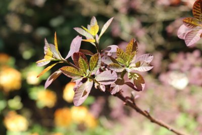 Cotinus coggygria 'Royal Purple' - ruj vlasatá - jarní lístky